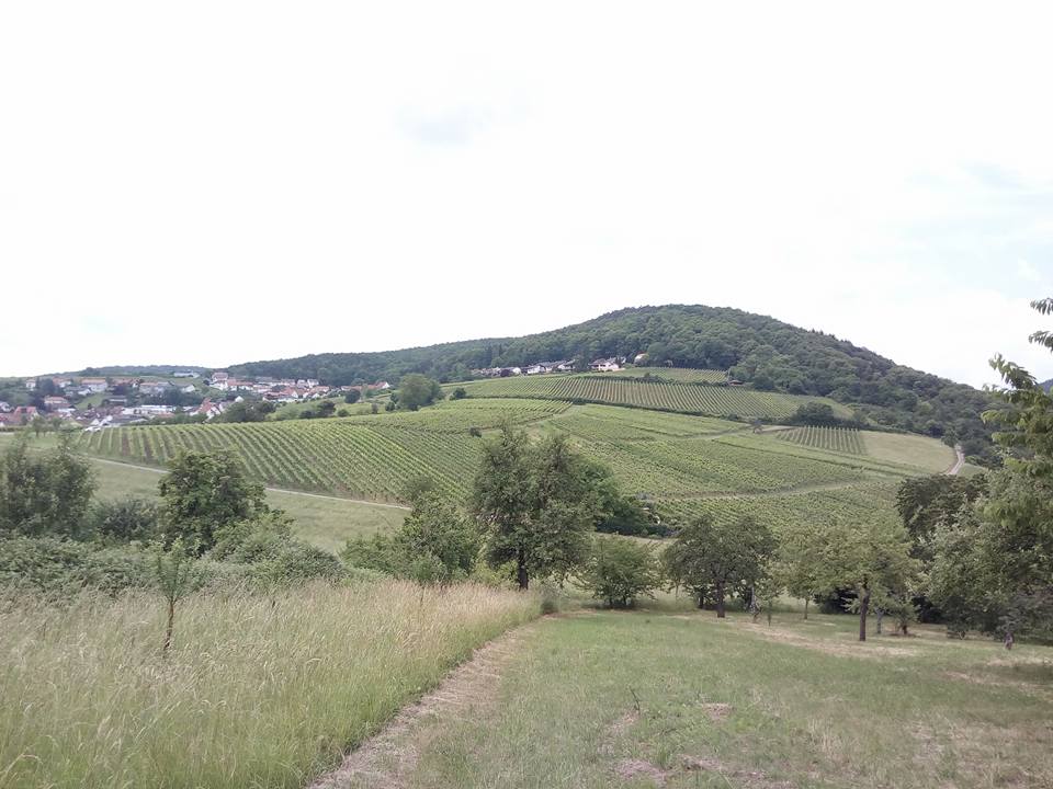 Panoramaweg Klingenmünster