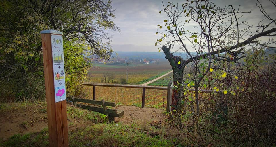 Pfalz Wein Wege: Römisches Weingut Weilberg